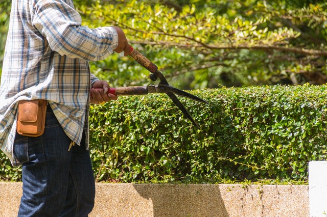 Garden Maintenance Kilburn, Queens Park, West Hampstead, NW6
